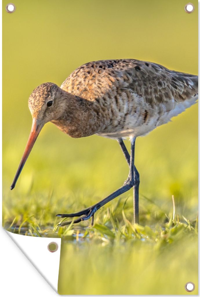 MuchoWow 60x90 cm Outdoor-Poster Gartendeko Sichtschutz Garten Poster für den Garten Vögel - Gras - Landschaft - Uferschnepfe