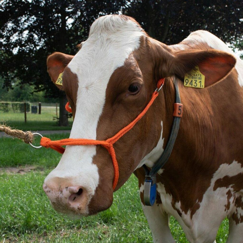 Halfter Cow verstellbar breit orange Produktbild 
