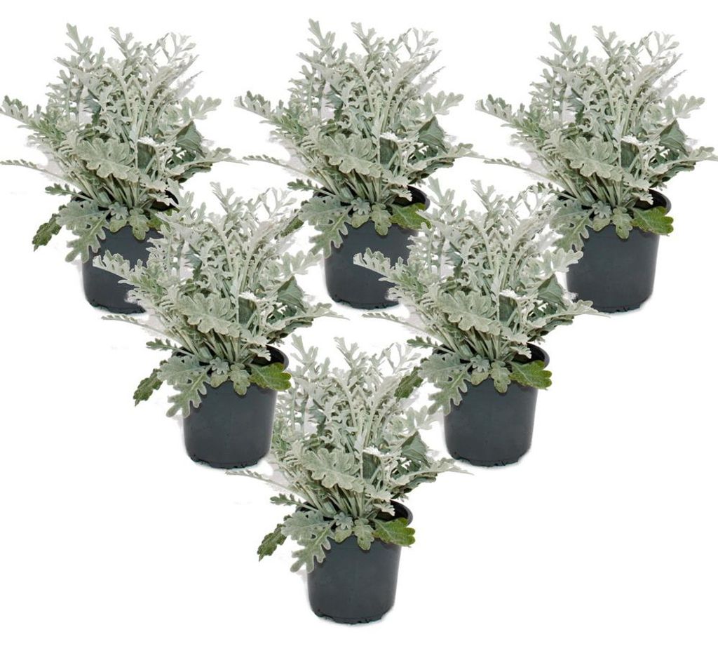 Senecio maritima "Silberblatt": pianta ornamentale con Immagine del prodotto 