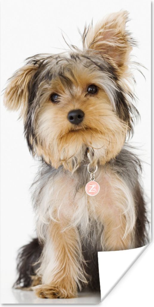 MuchoWow Poster Porträt eines Yorkshire-Terriers 80x160 cm - Kinderzimmer