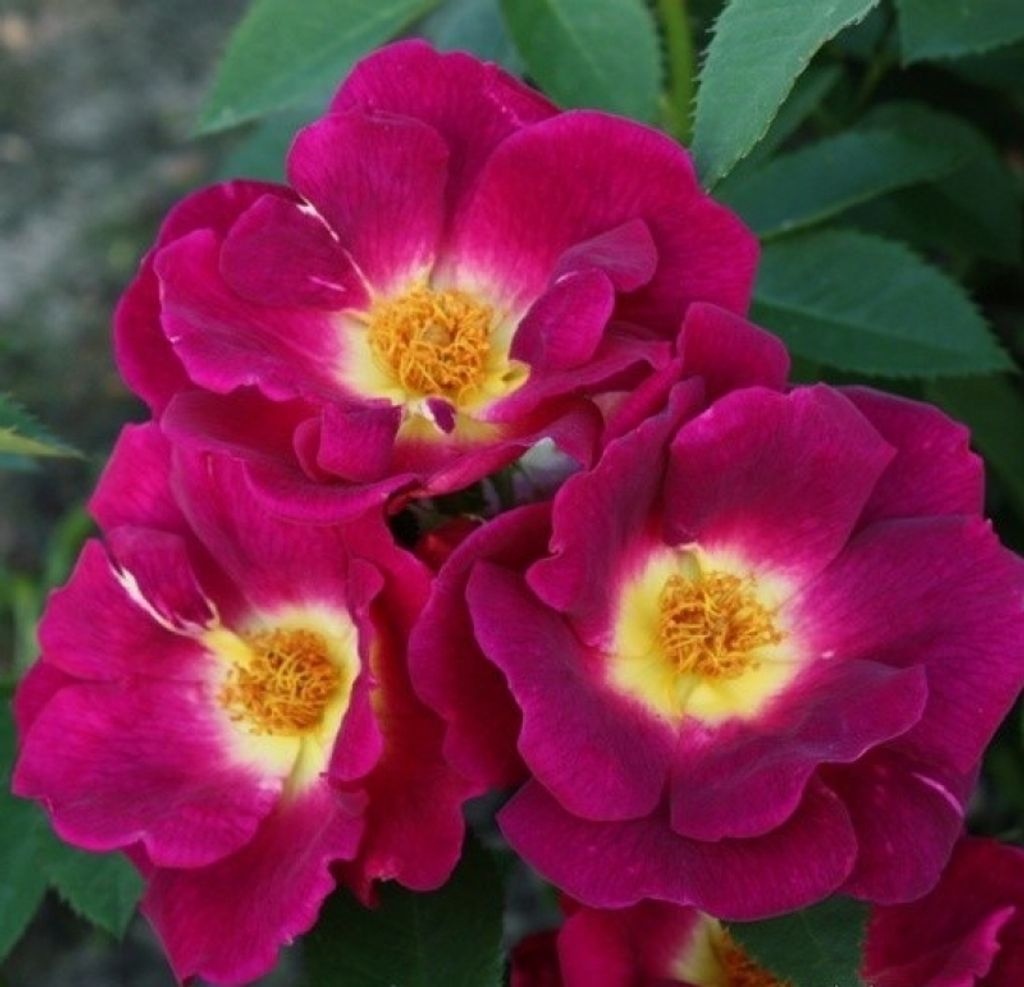 Bodendeckerrose Weg der Sinne Korwedesi , Kordes 2015 - ADR-Rose - Co. 5 L