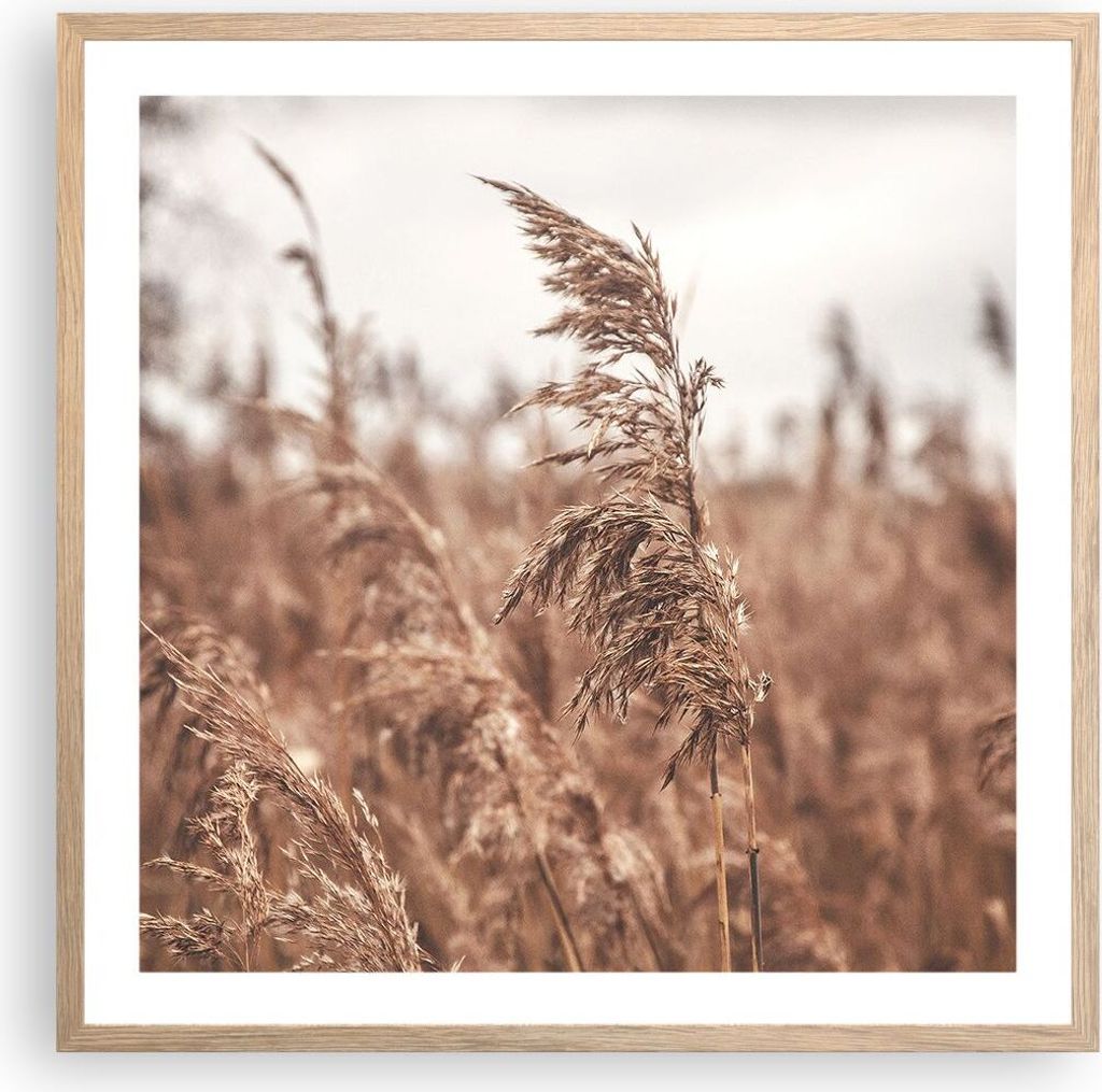 Gerahmtes Poster - Rahmen in heller Eiche - Zuckerrohr Wiese Boho - 60x60 cm - Wand Bild - Wanddeko - Wandbilder - Kunstposter - Wandposter - Bilde...