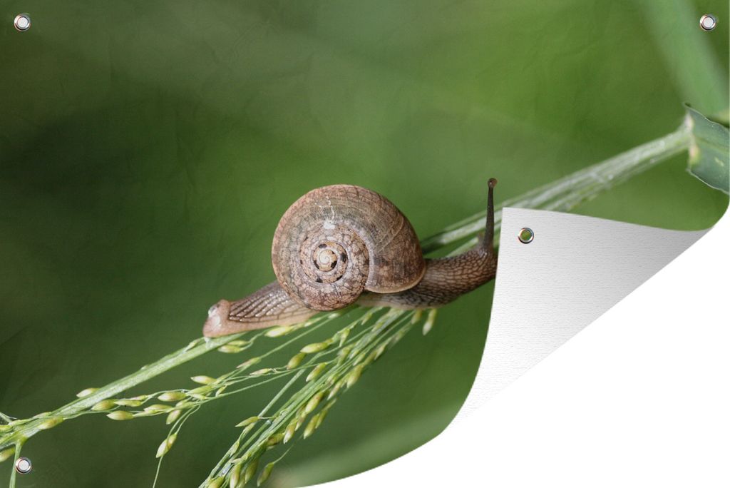 MuchoWow 90x60 cm Outdoor-Poster Gartendeko Sichtschutz Garten Poster für den Garten Kriechende Schnecke