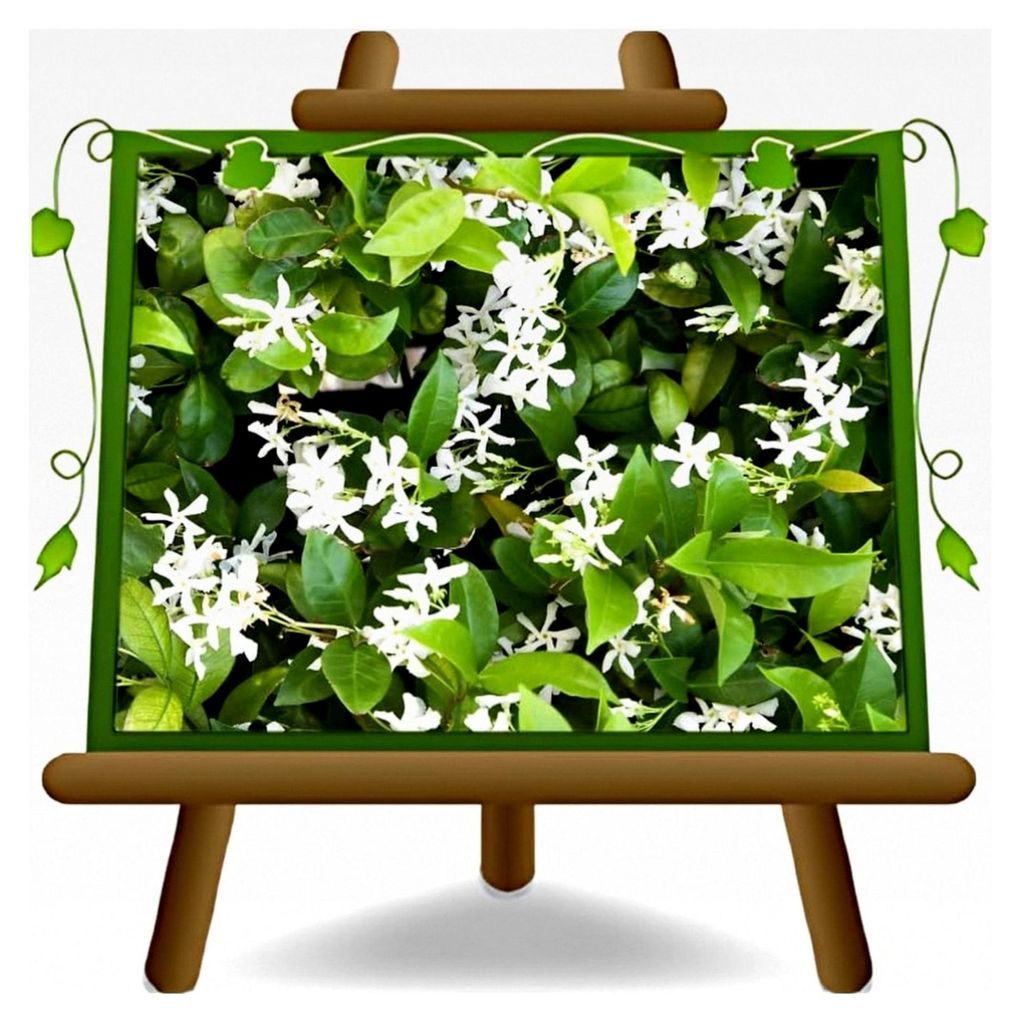 Rhyncospermum Jasminoides (Jasmin) Kletterpflanze Höhe: 120 cm, Vase: Durchmesser 18 cm