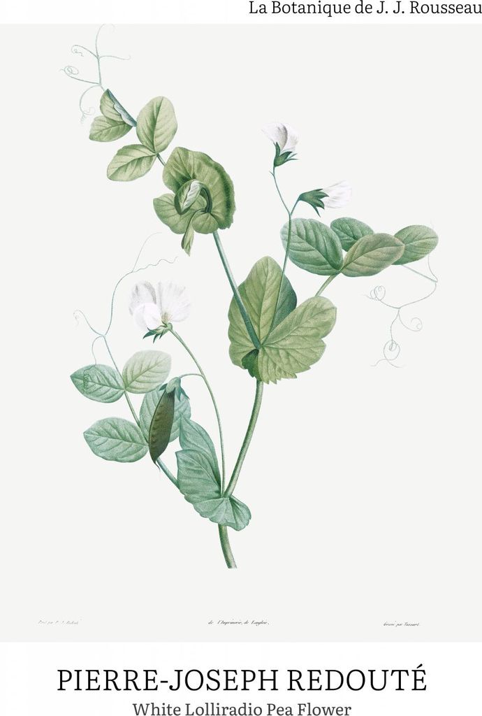 Plakat 40x60cm Desig Lolliradio Pea Flower, Redoute Vintage für das Wohnzimmer