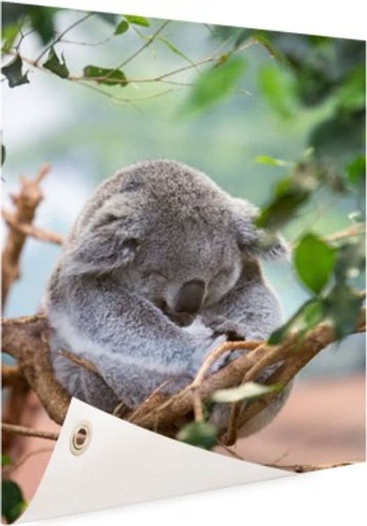 Gartenposter - 40x60 cm - Sitzender Koala mit Blättern - Modernes Wandbilder - Wilde Tierposter