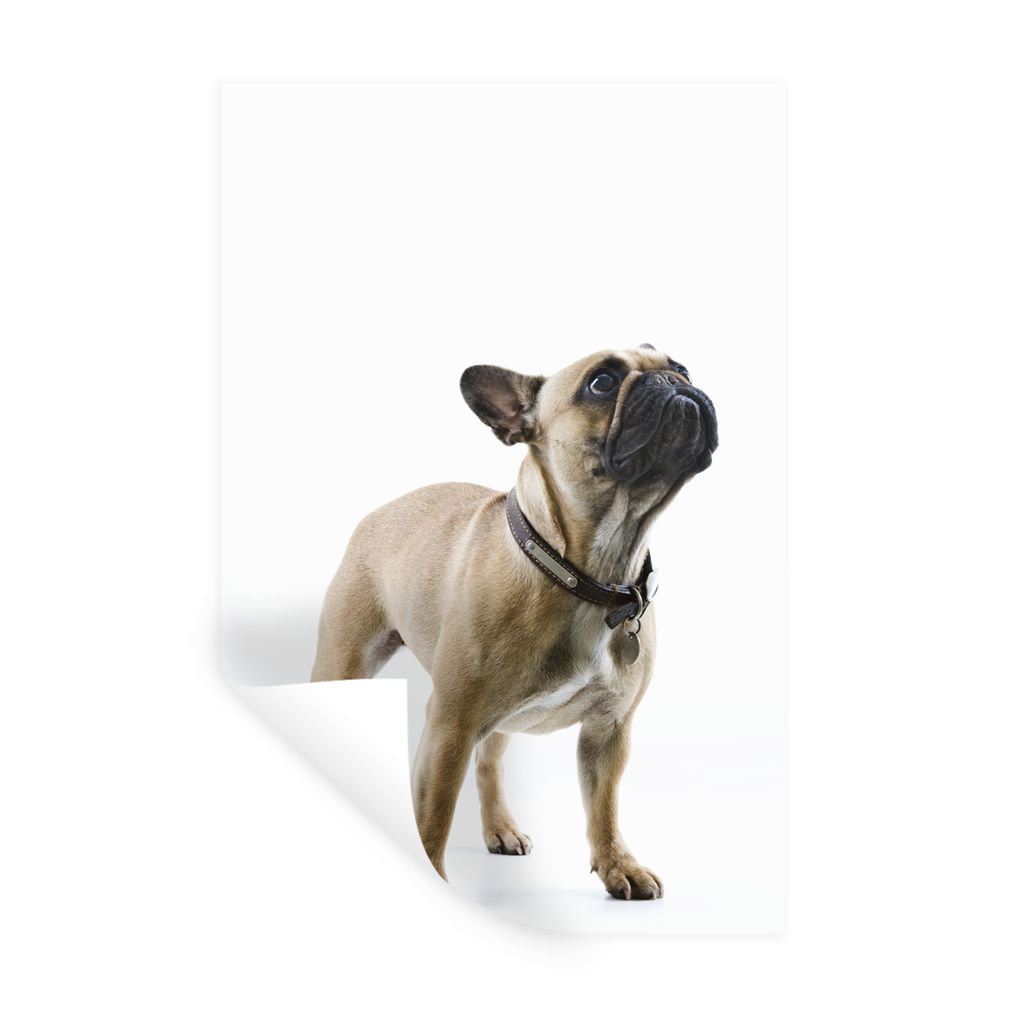MuchoWow Wandtattoo Wandsticker Wandaufkleber Französische Bulldogge - Halsband - Braun 20x30 cm Selbstklebend und Repositionierbar - Sticker - ...