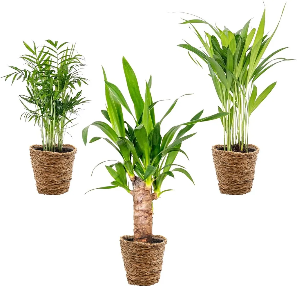 Plantes Vertes Intérieur : Kit de 3 Palmiers en Paniers Artisanaux