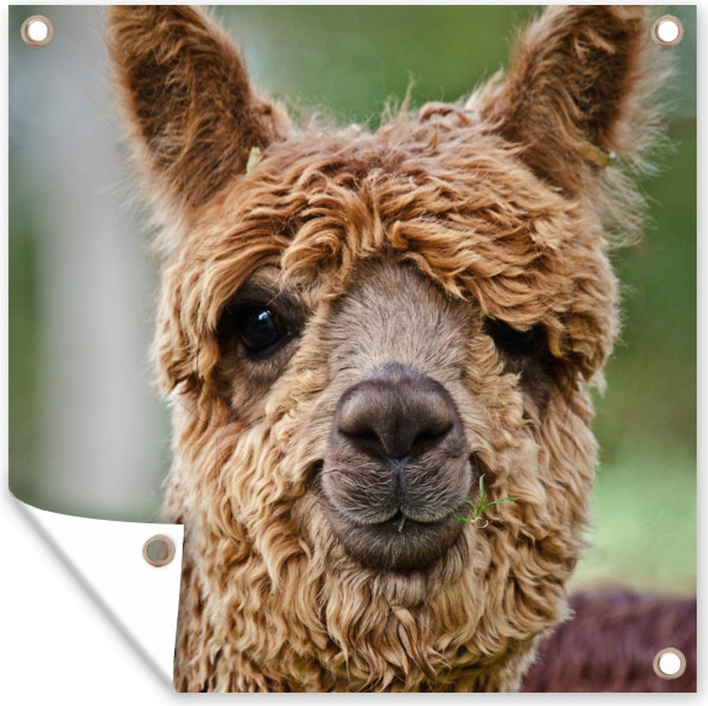 MuchoWow 50x50 cm Outdoor-Poster Gartendeko Sichtschutz Garten Poster für den Garten Lama - Braun - Makro