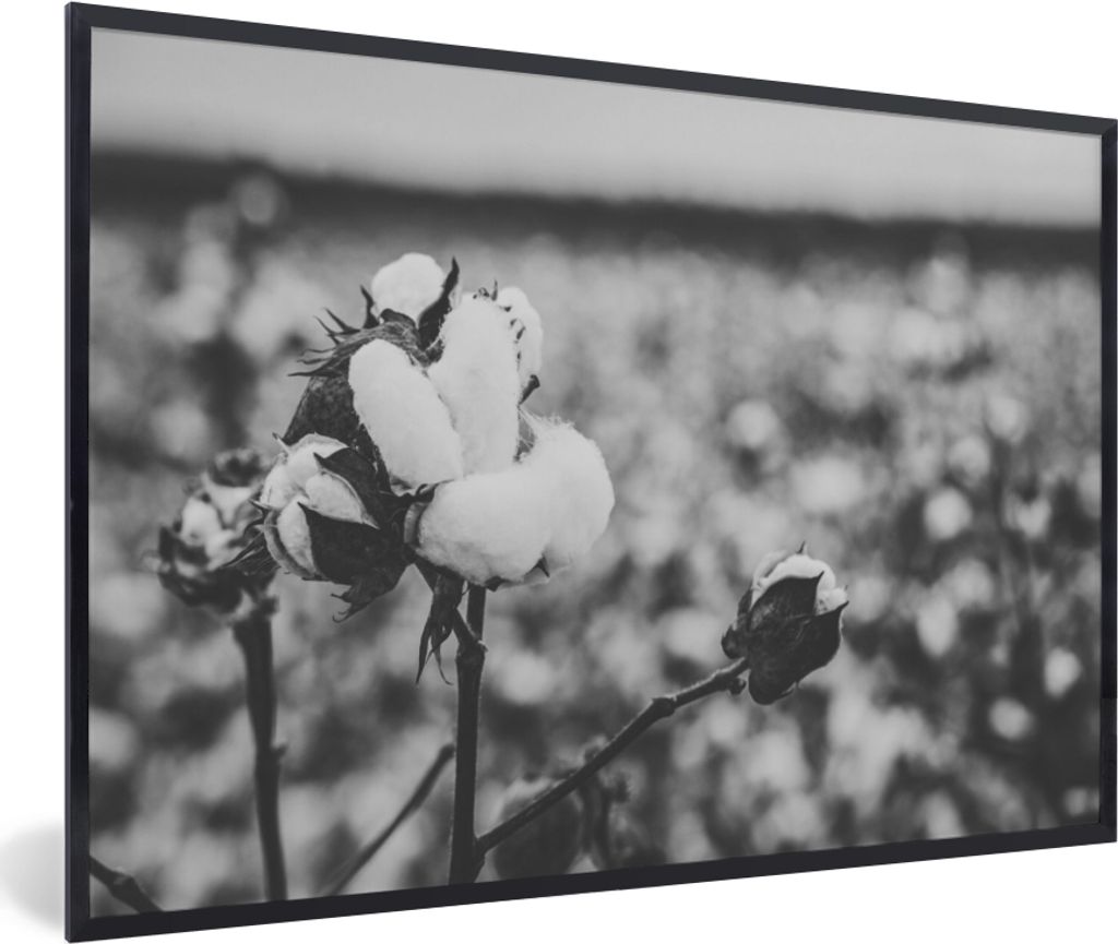 MuchoWow Gerahmtes Poster Baumwolle - Pflanzen - Schwarz - Weiß 60x40 cm - Poster mit Schwarzem Bilderrahmen Wandposter Rahmen Foto Bilder - Pri...