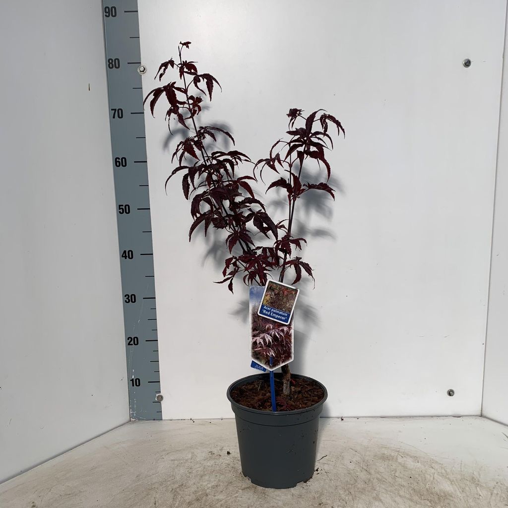 Acer pal. 'Red Emperor' - Fächerahorn | 60/+ cm im Topf