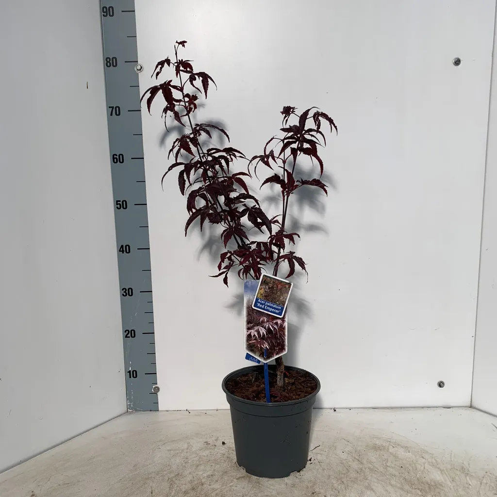 Érable du Japon Red Emperor pour terrasse et petit jardin - Pot 60cm