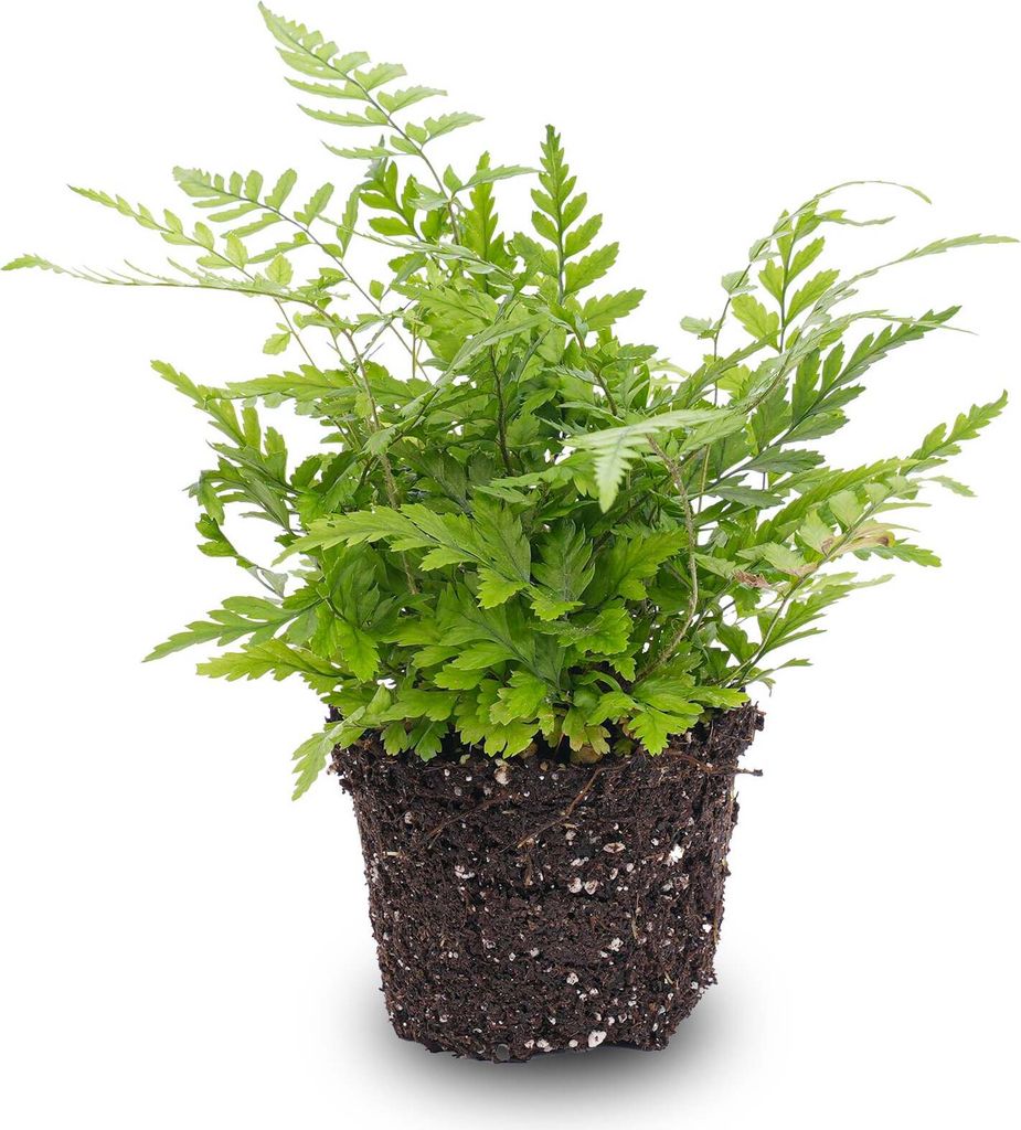 Athyrium spicatum - Zimmer/Terrarium pflanze Produktbild 
