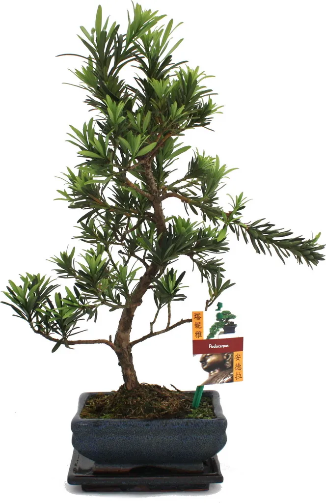 Bonsaï Podocarpus macrophyllus 6 ans : arbre robuste facile d'entretien