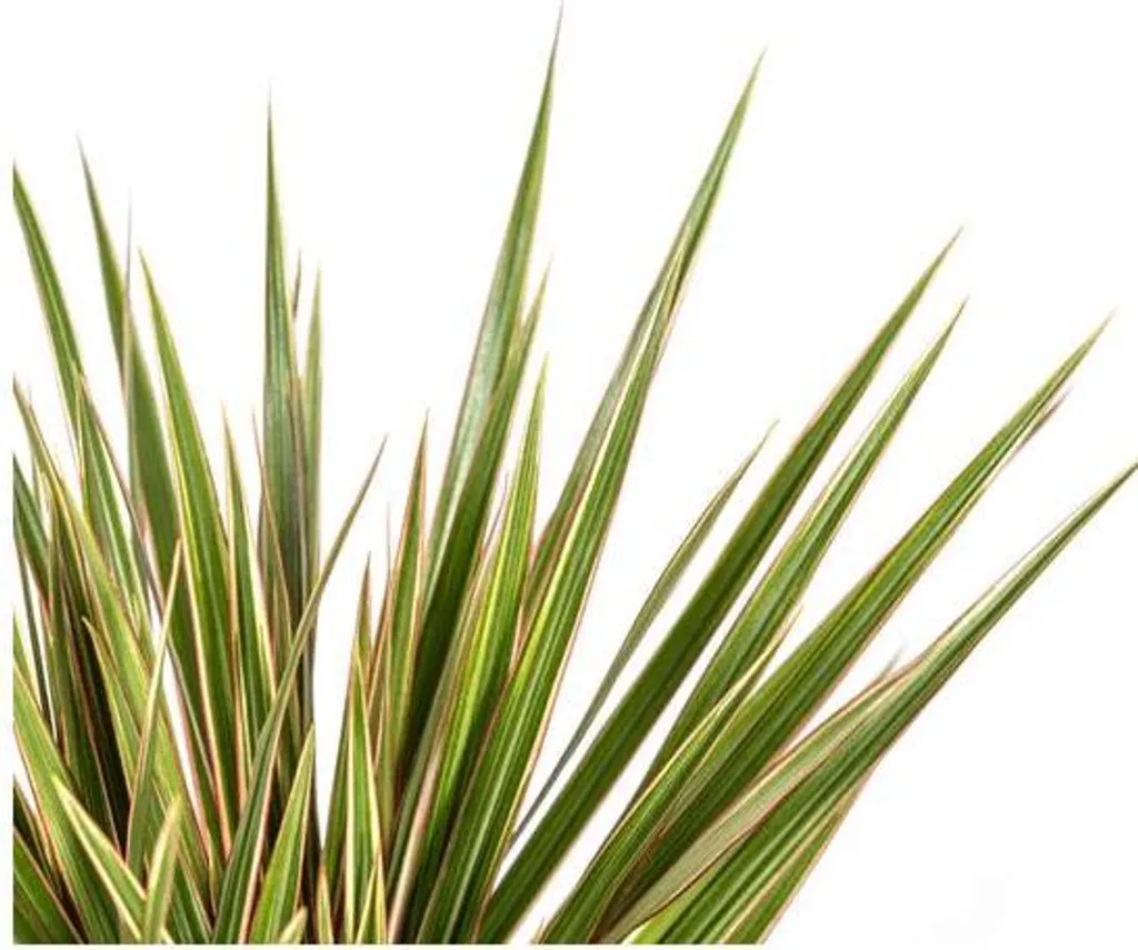 Dracaena Marginata Bicolor Facile d'Entretien - Plante Verte Ø17cm 60cm
