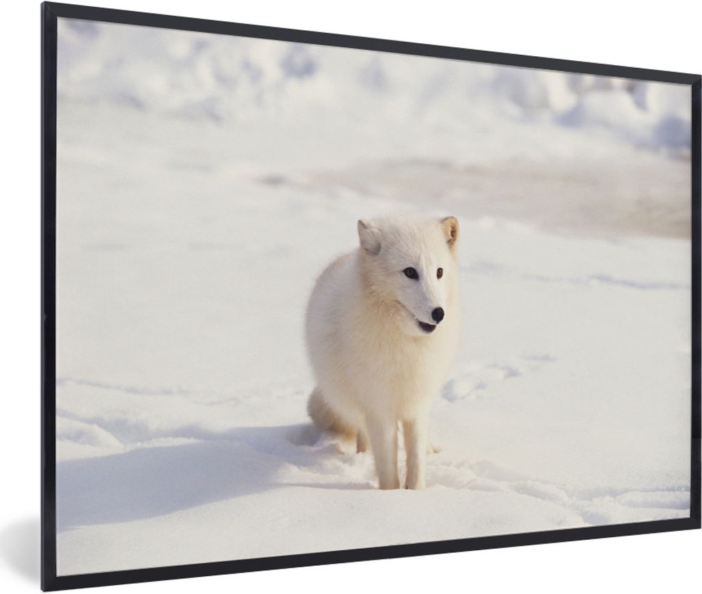 MuchoWow MuchoWow Gerahmtes Poster Fuchs - Schnee - Weiß 30x20 cm - Poster mit zchwarzem Bilderrahmen - Kunstdruck - Bild-Poster