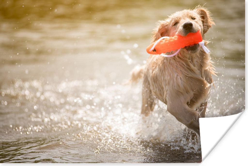 MuchoWow Poster Ein reinrassiger Golden Retriever-Welpe läuft im Wasser 60x40 cm - Schlafzimmerdekoration