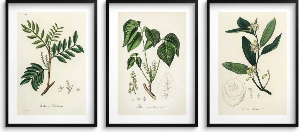 Set 3 Poster Botanici Vintage 50x70 | Arredamento Cucina Shabby Chic