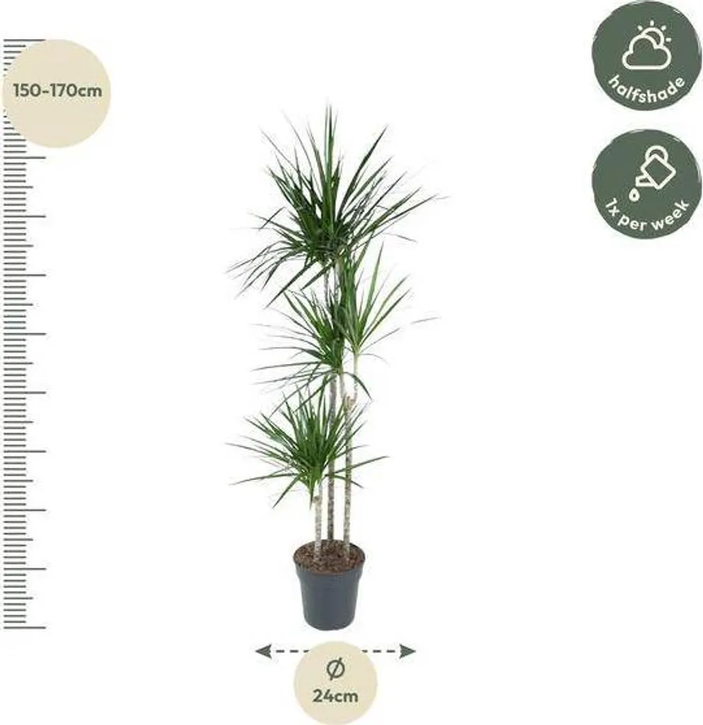 Dracaena marginata 160 cm - Grande plante verte en pot de 24 cm