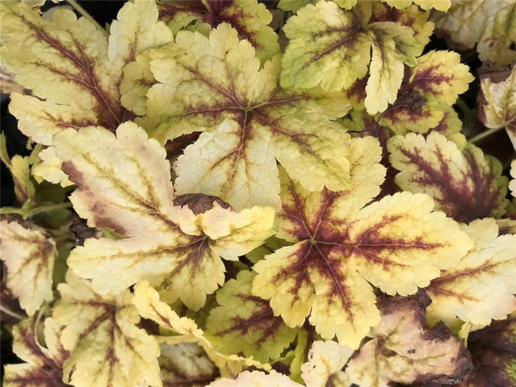 Heuchera / Heucherella "Golden Zebra" - Purpurglöckchen Produktbild 