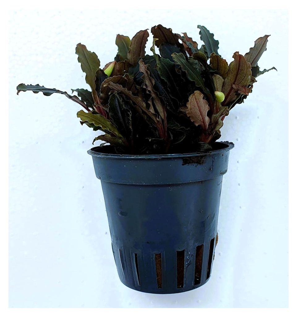 Bucephalandra 'Indigo Wave' | Exklusive Aufsitzerpflanze im Topf | Dunkel schimmernde Blätter mit blaugrünem Glanz | Barschfest und pflegeleicht ...