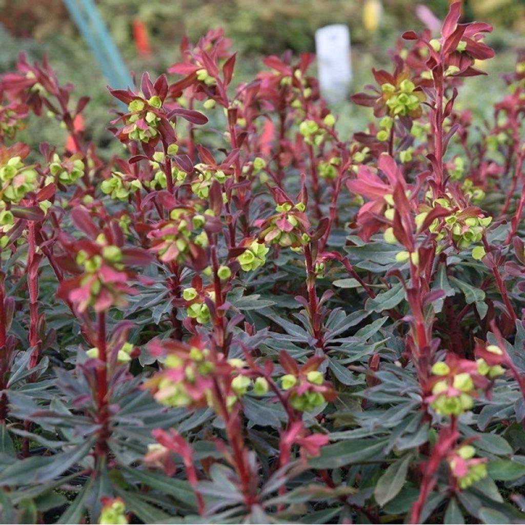 6 x mandľový mliečnik  - Euphorbia amygdaloides 'Purpurea'  Obrázok produktu 