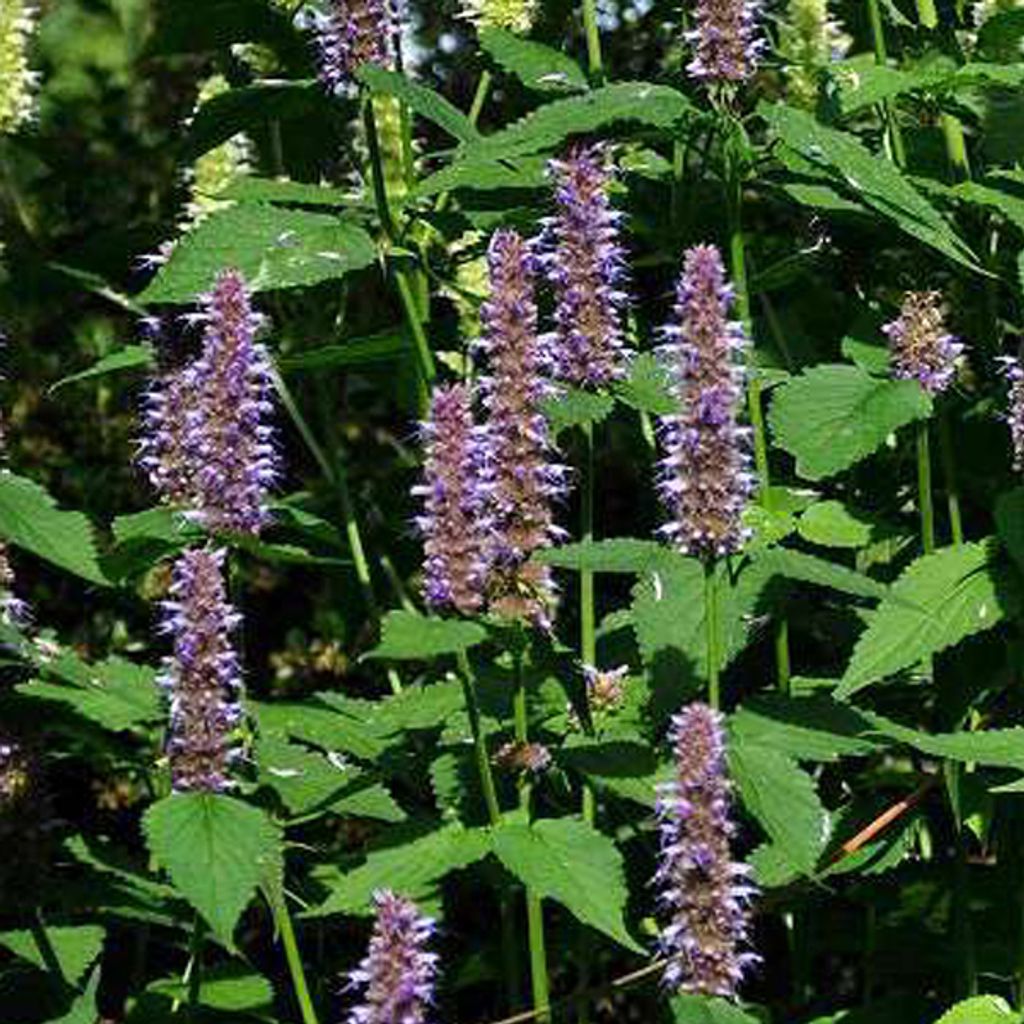 6 x Runzelige Duftnessel - Agastache 'Blue Fortune' | Topf 9cm x 9cm