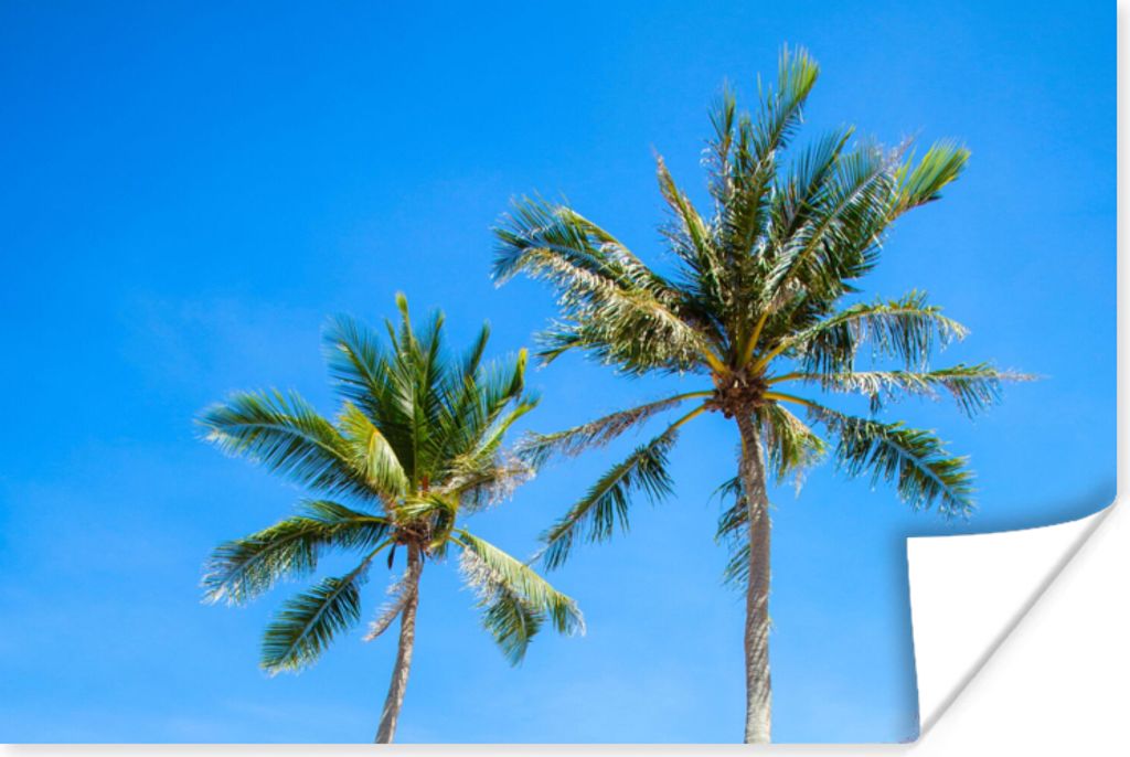 MuchoWow Poster Palme - Sommer - Tropisch 180x120 cm - Fotoplakat