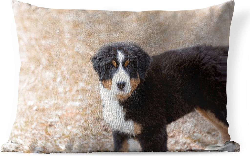 MuchoWow® Outdoor Kissen - Berner Sennenhund Welpe am Produktbild 