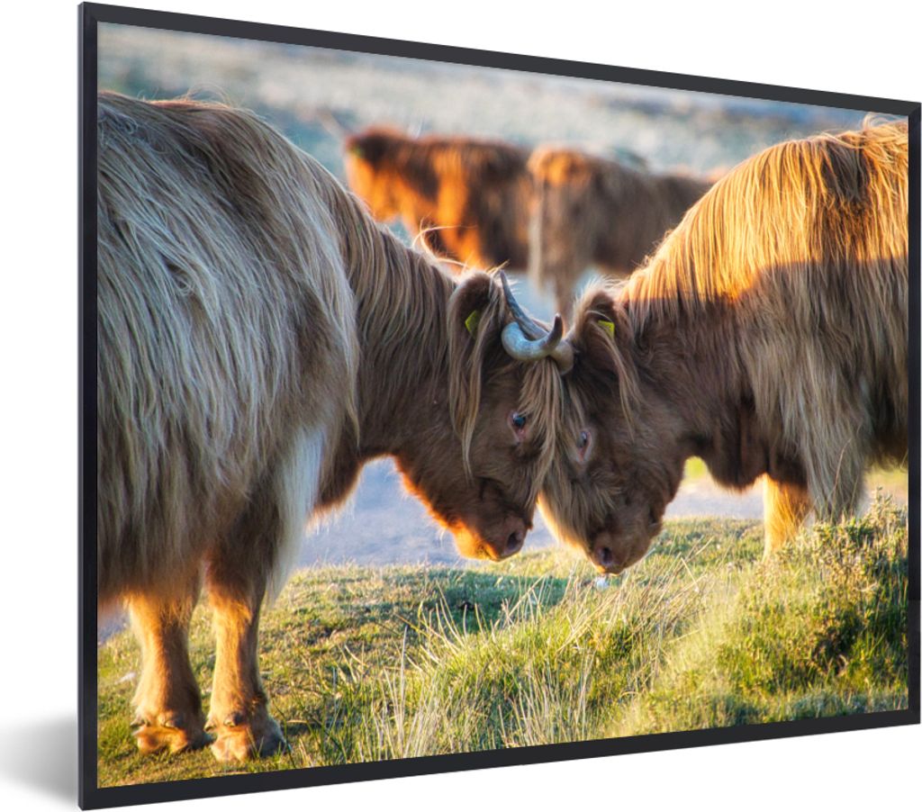 MuchoWow MuchoWow Gerahmtes Poster Schottische Hochlandrind - Tiere - Sonne 40x30 cm - Poster mit zchwarzem Bilderrahmen - Kunstposter - Wandde...