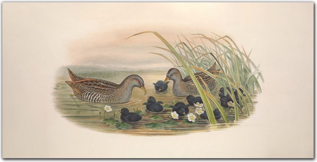 Coloray Küchenrückwand 140x70 Spritzschutz aus Glas - Vögel Tiere Zeichnung