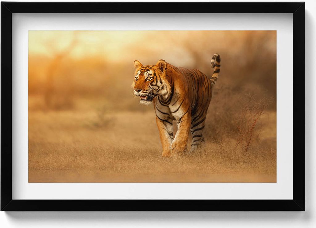Wilder Tiger auf der Jagd– Wandbild mit Rahmen – Gerahmtes Bild – Wanddekoration – 60x40 cm – Schwarz Rahmen