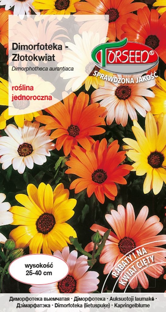 Samen von Goldlöckchen (Dimorphotheca) mix - Torseed