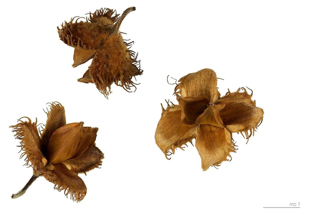 Rotbuche (Fagus sylvatica) 10 große Samen (heimischer Baum - winterhart)
