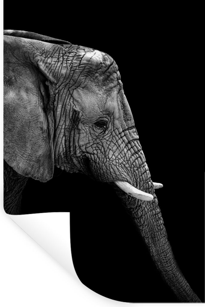 MuchoWow Wandtattoo Wandsticker Wandaufkleber Elefant - Schwarz und weiß - Porträt - Tiere 80x120 cm Selbstklebend und Repositionierbar - Repos...