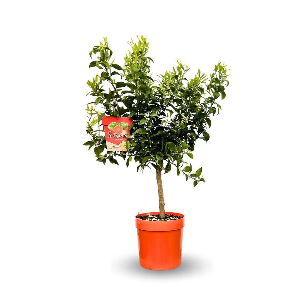 Mandarinier Satsuma - agrume méditerranéen - arbre fruitier Image du produit 