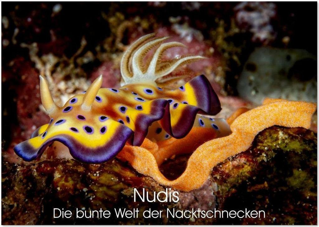 Nudis – Die bunte Welt der Nacktschnecken (Wandkalender 2026 DIN A3 quer), CALVENDO Monatskalender