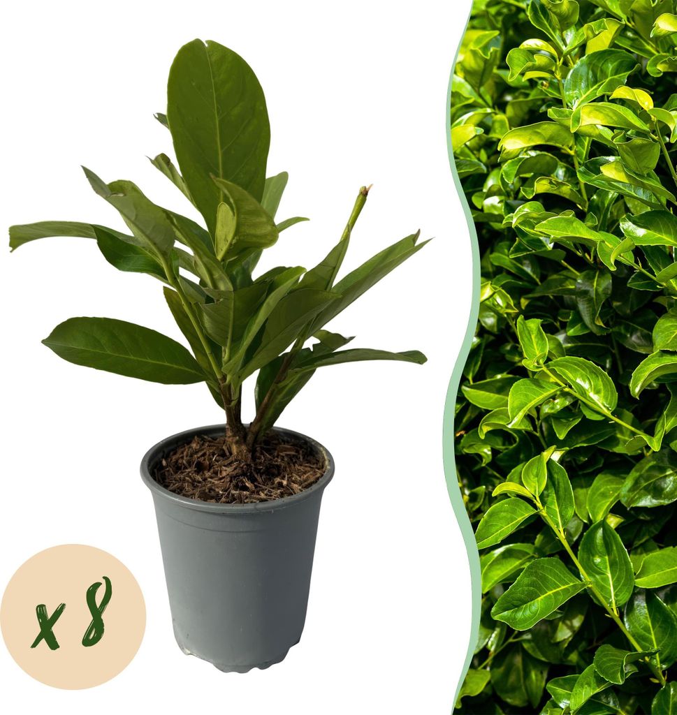 GreenboutiQ - Heckenpflanzen - Prunus laurocerasus Rotundifolia - Blatt grün - 8 Pflanzen - 1 laufender Meter - immergrün - Topf 9cm Höhe 30-35cm