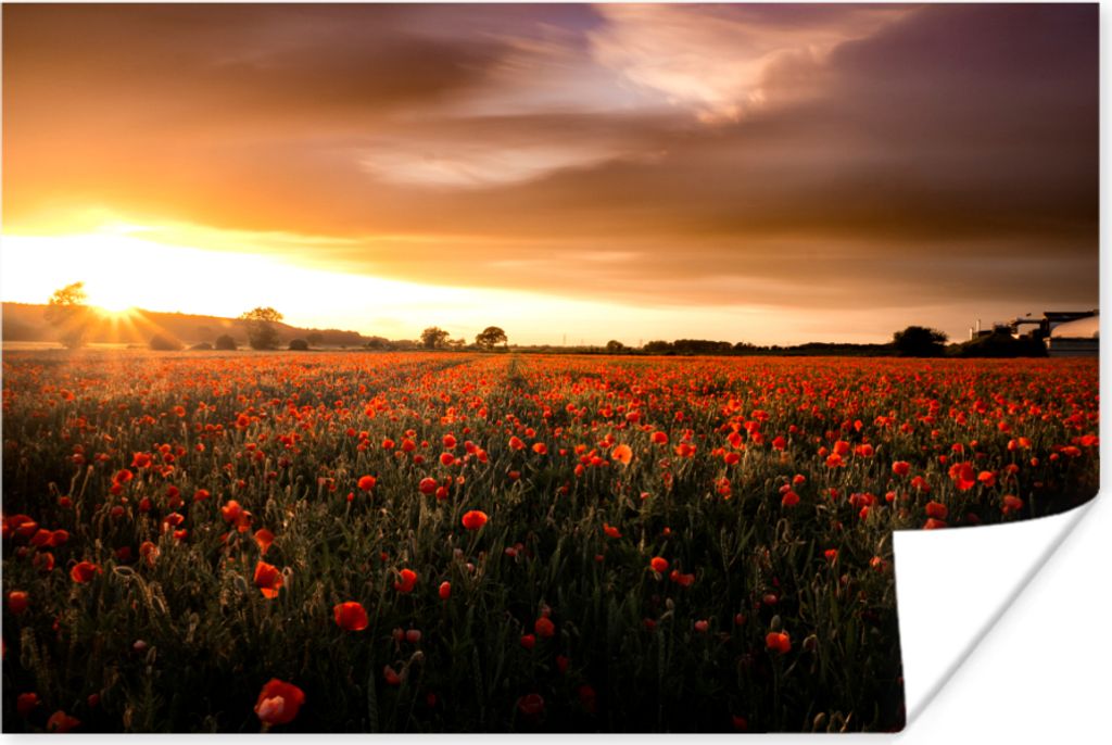 MuchoWow Poster Sonnenuntergang über den Mohnblumen in England 90x60 cm - Schlafzimmer
