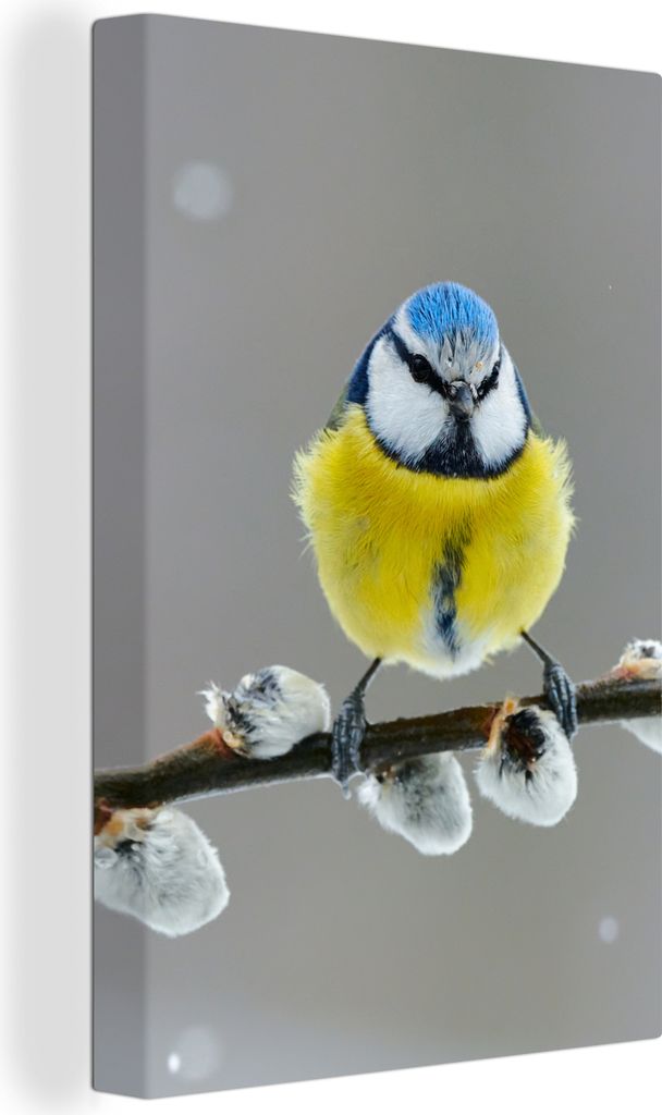 OneMillionCanvasses - Leinwandbilder - 90x140 cm, Blaumeise - Vogel - Zweig - Gelb - Blau, Wandbilder Kunstdruck Wanddekoration - Foto auf Leinwa...