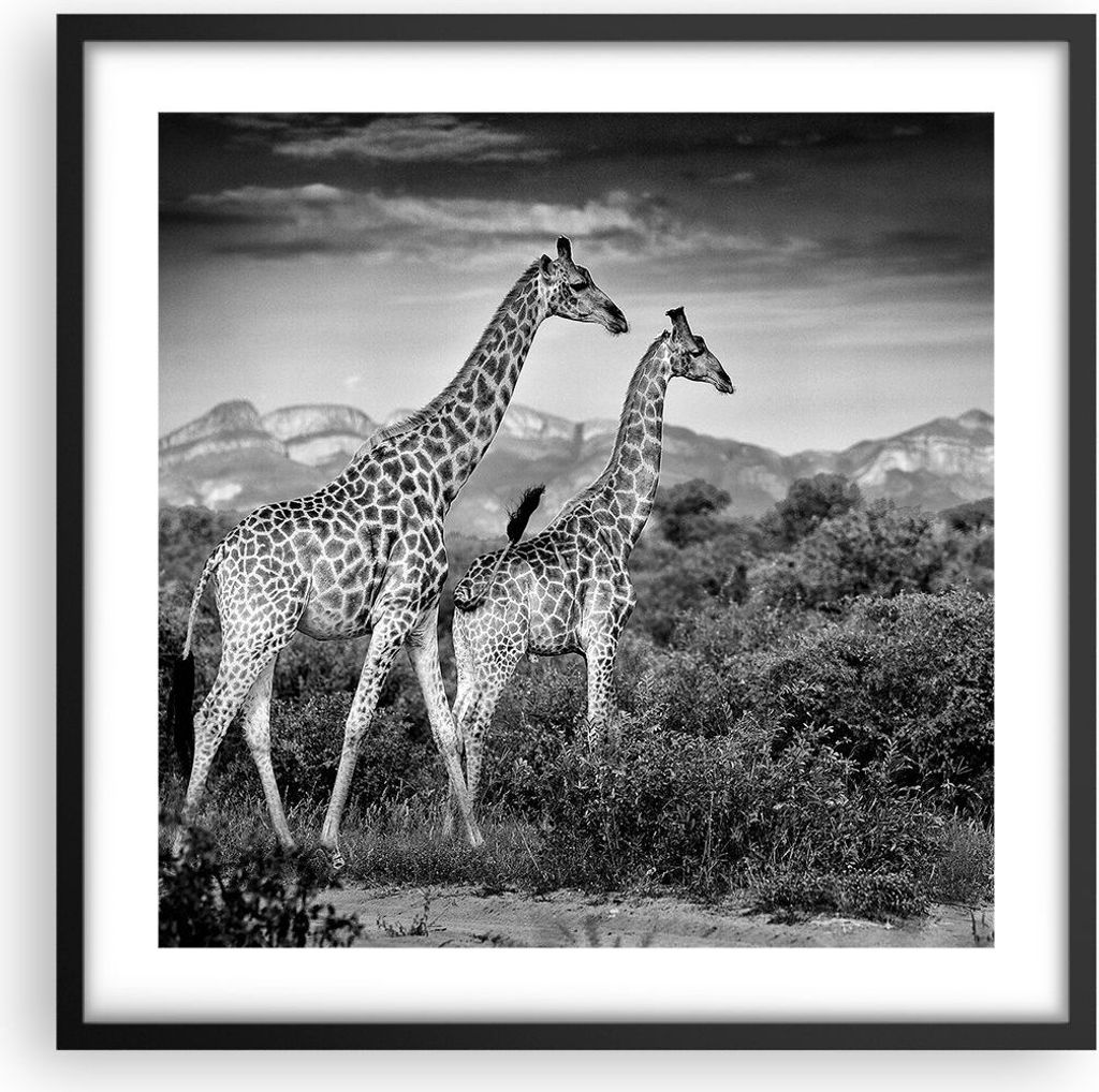 Gerahmtes Poster - Schwarzer Rahmen - Giraffen Schwarzweiß Fotografie - 50x50 cm - Wand Bild - Wanddeko - Wandbilder - Kunstposter - Wandposter - ...