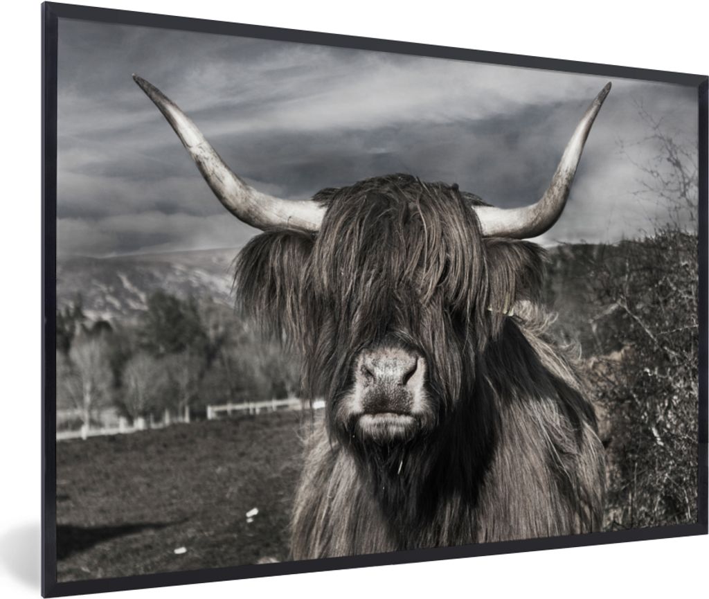 MuchoWow Gerahmtes Poster Schottischer Highlander - Tiere - Hörner 90x60 cm - Poster mit Schwarzem Bilderrahmen Wandposter Rahmen Foto Bilder - ...