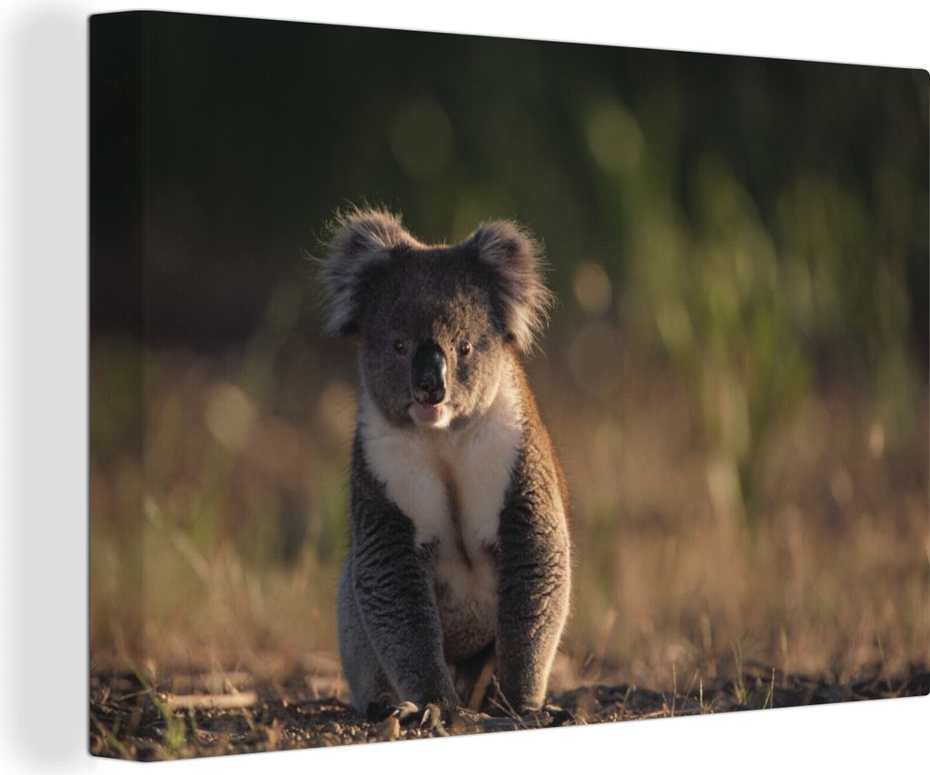 OneMillionCanvasses - Leinwandbilder - 140x90 cm, Koala - Sonne - Tier - Kinder - Jungen - Mädchen, Wandbilder Kunstdruck Wanddekoration - Foto ...