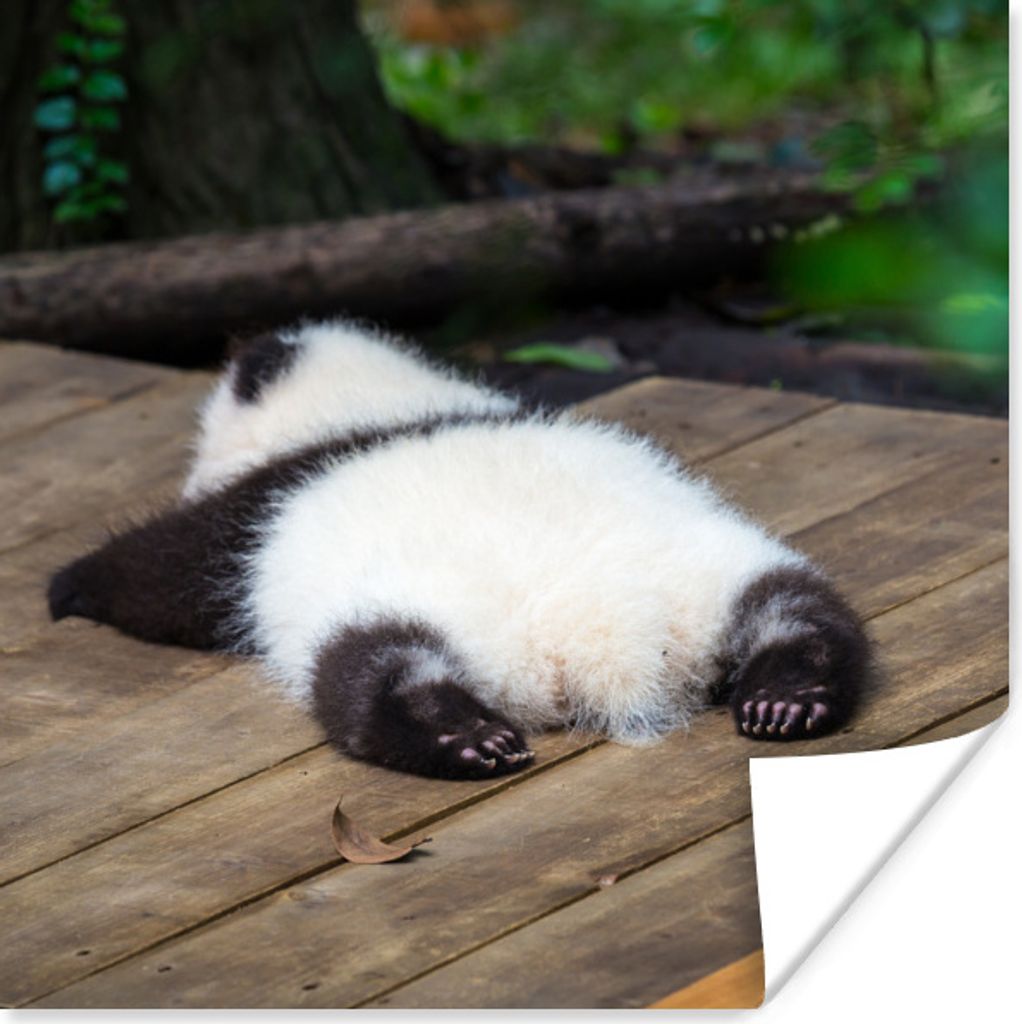 MuchoWow Poster Tier - Panda - Schlafend 50x50 cm - Wohnzimmerdekoration