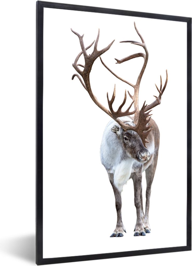 MuchoWow MuchoWow Gerahmtes Poster Rentiergeweih - Weiß 40x60 cm - Poster mit zchwarzem Bilderrahmen - Papierdruck - Wandbilder