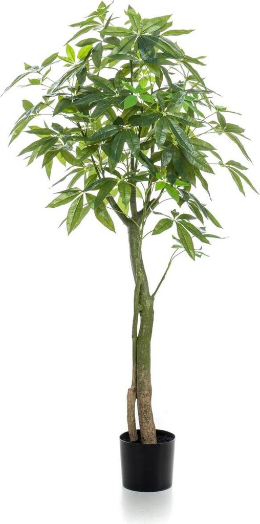 artplants.de Künstliche Glückskastanie Haruki, Kunststämme, 150cm - Künstliche Grünpflanze
