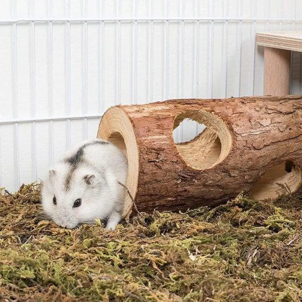 Habitat pour rongeurs et maisonnette en bois avec tunnel motif forêt sauvage