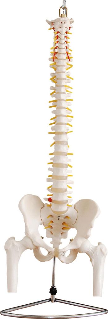 Anatomický model kostry chrbtice s panvou v životnej Obrázok produktu 