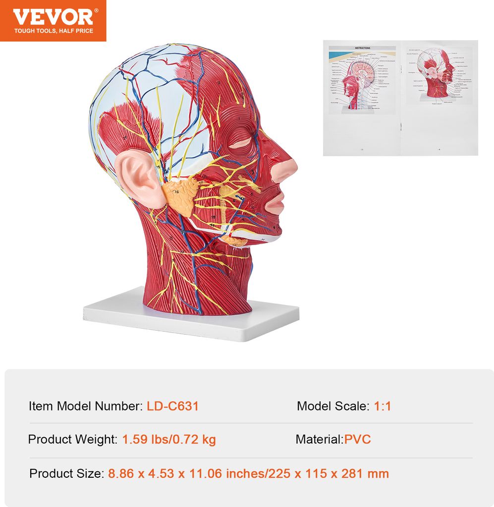 VEVOR Gefäßmodell des Kopfes Menschliche Anatomie Gehirn Produktbild 7