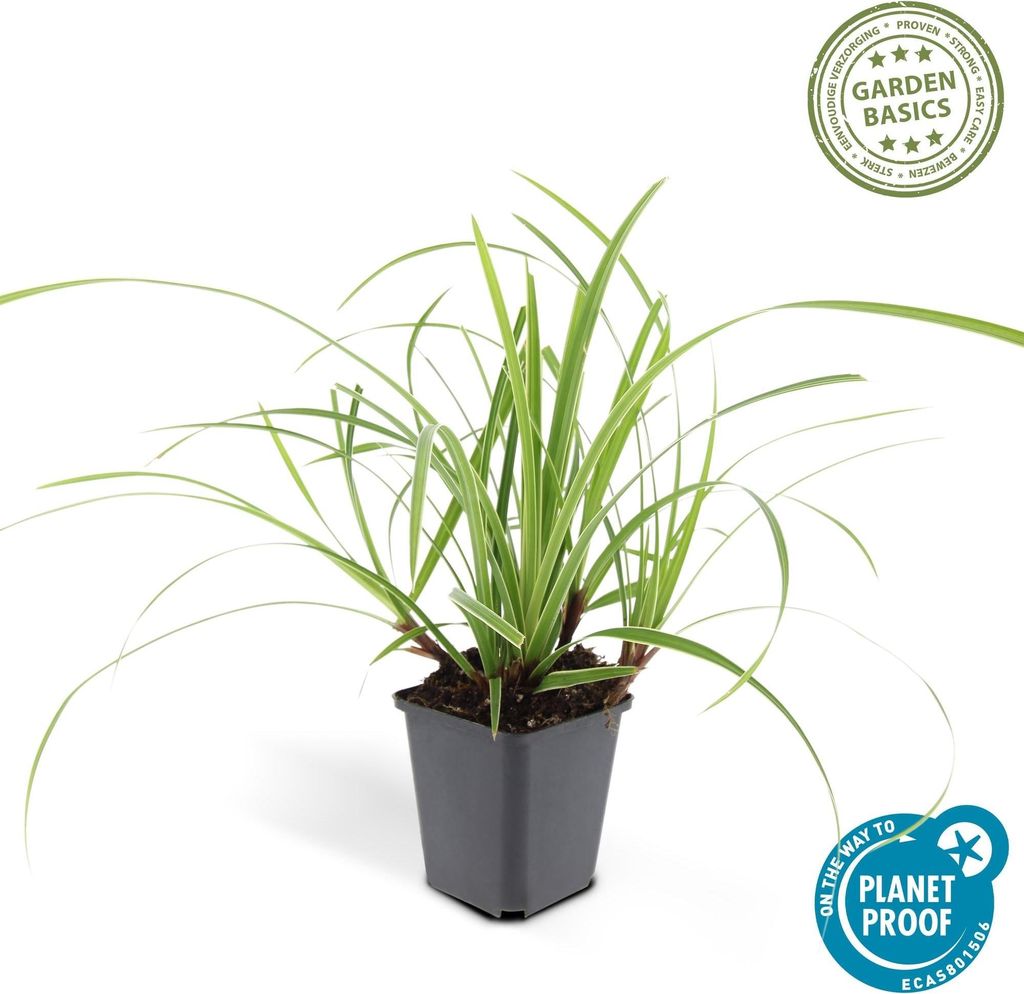 Carex morrowii 'Ice Dance' – Immergrünes Ziergras – 48 Pflanzen – Bodendecker für Sonne & Schatten – Ø9cm – 10–25cm – Winterhar...